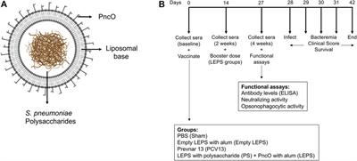 Liposomal Encapsulation of Polysaccharides (LEPS) as an Effective Vaccine Strategy to Protect Aged Hosts Against S. pneumoniae Infection